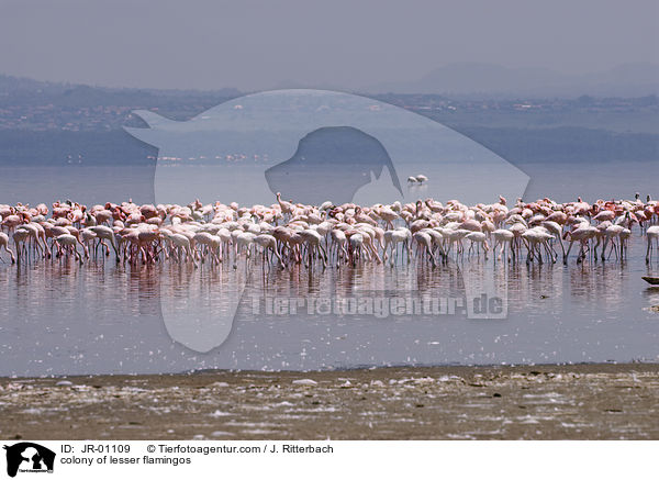 Kolonie Zwergflamingos / colonyof lesser flamingos / JR-01109